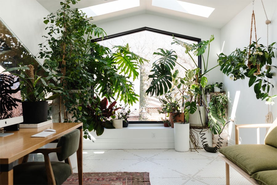 An office space full of natural light makes a great environment for an array of potted plants.