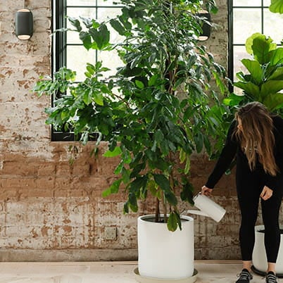 woman watering plant in historical building with brick walls