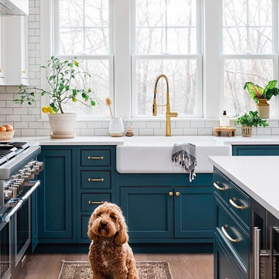 Kitchen with dog, blue cabinets, and farmhouse sink