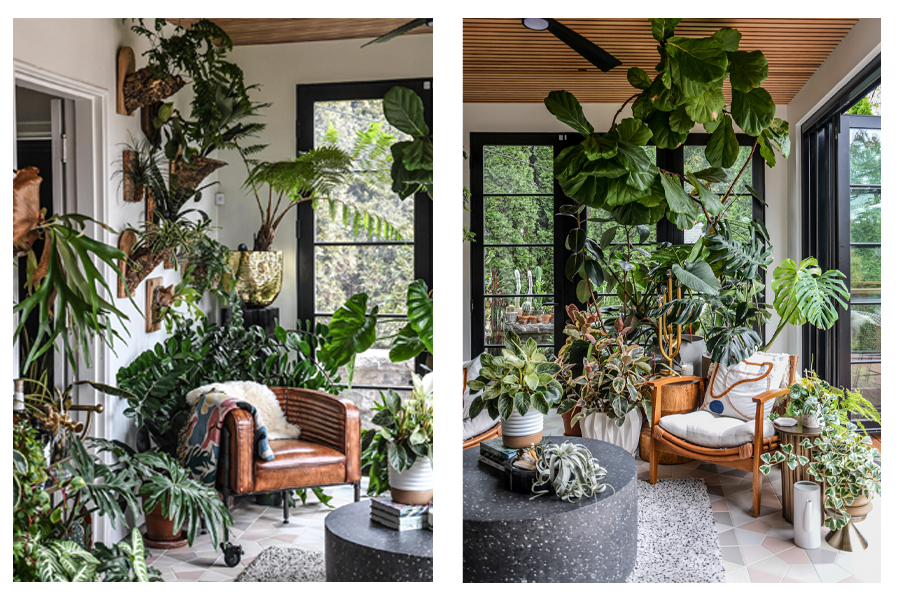 A fiddle leaf fig and other potted plants thrive in the light of floor-to-ceiling windows and a Folding Outswing door 